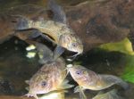 Triplet tarlaków<br>samica u dołu<br> po lewej
