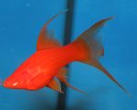 Samica lirogon<br>albinos