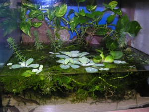 Paludarium dla traszek