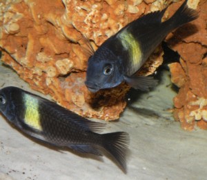 Tropheus.Duboisa